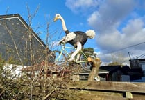 Largest flightless bird gets his wings in Totnes