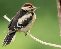 Great spotted woodpecker