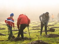 Free Trees Still Up For Grabs For Schools and Communities