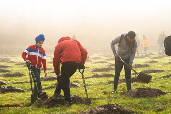 Free Trees Still Up For Grabs For Schools and Communities