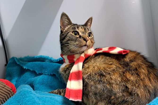 A cat in a scarf