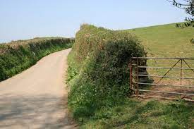 A traditional Devon hedge