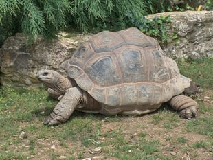 Bodies of giant tortoises dumped in woods