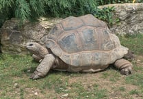 Bodies of giant tortoises dumped in woods