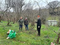 Project to save our Dittisham plums