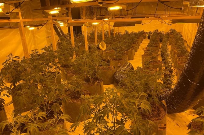 A cannabis factory discovered in Torquay