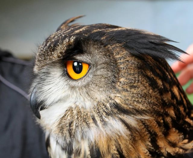 Half-term Junior Bake-Off for local charity