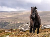 Dartmoor pony petition calls for conservation promise