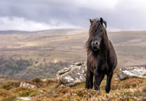 Dartmoor pony petition calls for conservation promise