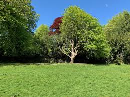 Celebrate nature and community at Ivybridge Festival Day 