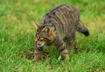 Is the wildcat set to make a comeback in Devon?