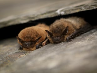 Devon Wildlife Trust seeks budding bat detectives