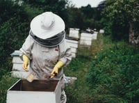 Buckfast Community Bee Days calendar published