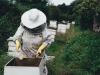 Buckfast Community Bee Days calendar published