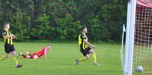 Bees stung by champions