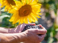 Sunflower competition launched for care residents
