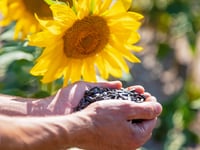 Sunflower competition launched for care residents