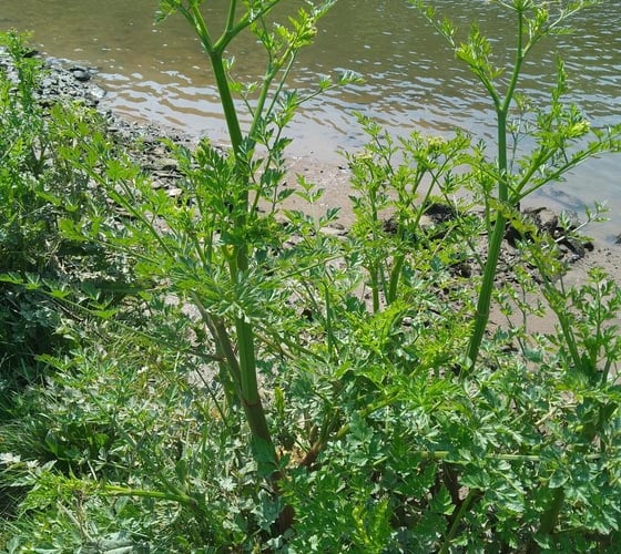 The Hemlock Water Dropwort - South Hams District Council 