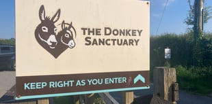 Financial challenges force closure of Ivybridge Donkey Sanctuary