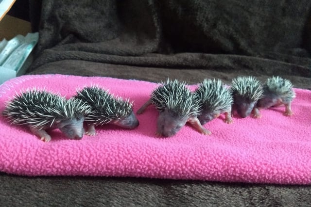 Prickles in a Pickle launches urgent £25,000 fundraising drive 