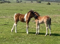A day up on Dartmoor