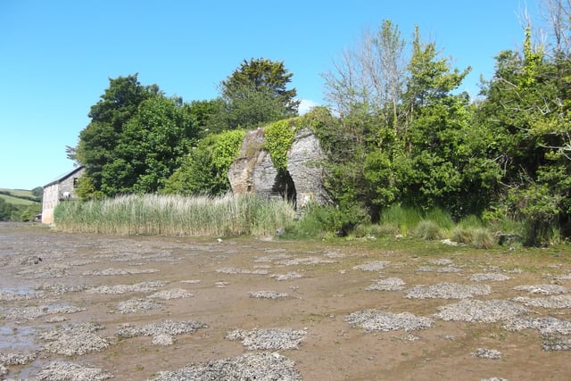 A silver jubilee visit to the salt marshes | Nature Diary 