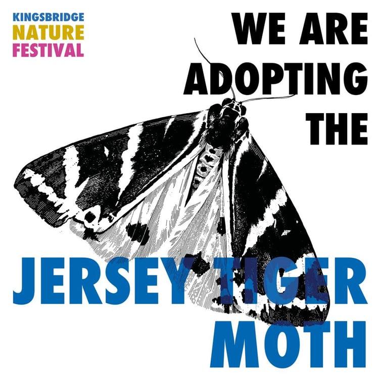 Jersey Tiger Moth