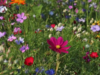Join Dementia Friendly Parishes for an Open Garden at Gnaton Hall