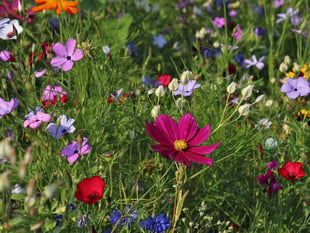 Join Dementia Friendly Parishes for an Open Garden at Gnaton Hall