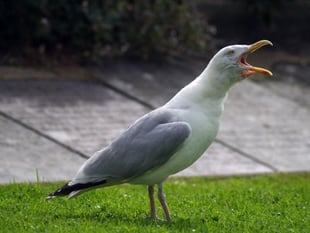 Injured seagull rescued by fire crews in Loddiswell