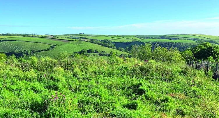 The field as it looked in May before it was sprayed