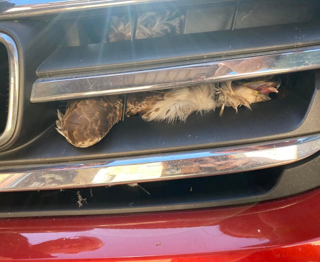 Buzzard’s lucky escape