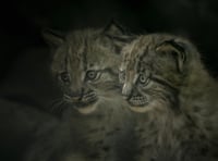 Zoo opens doors on Carpathian Kits 