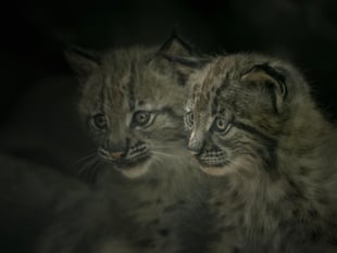 Zoo opens doors on Carpathian Kits 