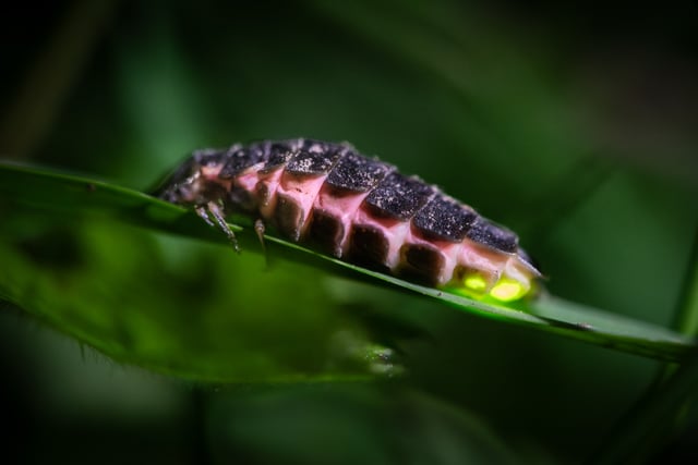 Explore South Devon's glow-worm hike