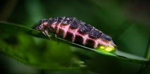 Explore South Devon's glow-worm hike