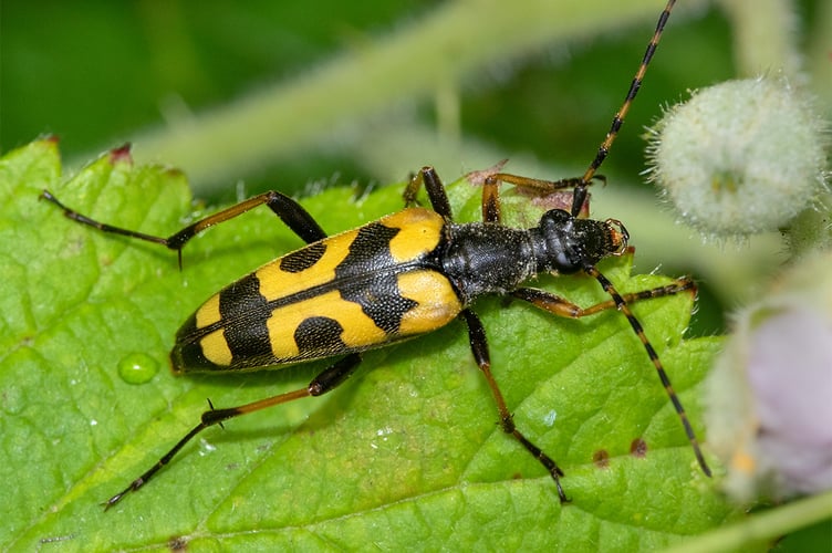 Black & Yellow Longhorn Beetle - Rutpela maculata 08-07-23