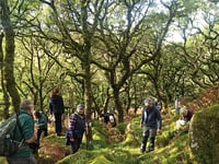 Boost for Dartmoor’s woodlands
