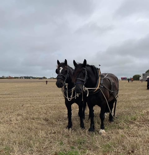 Two horses prepare to tow vintage machinery