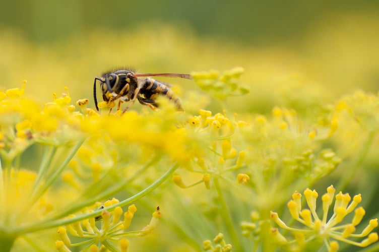 wasp- Image by Peter Woelfel from Pixabay