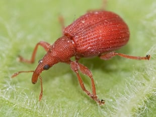  Geoff Foale Nature Diary | The battle between good and Weevil 