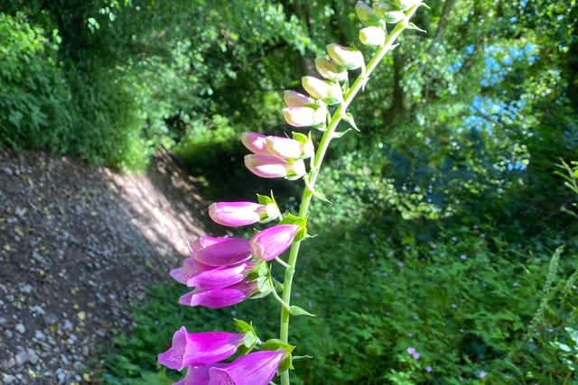 South Hams Letters | August 15
