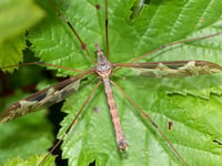 Nature Diary by Geoff Foale | Craneflies natures ancient survivors 
