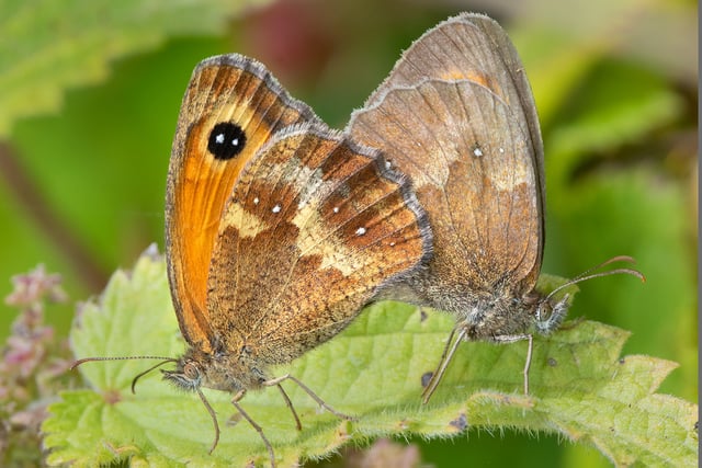 Nature Diary by Geoff Foale | A difficult year for butterflies
