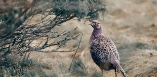 Caroline Snow | The shooting industry should not be above the law