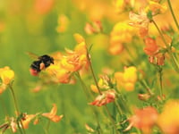 High Pollen Levels Return to South West: Prepare for Hay Fever