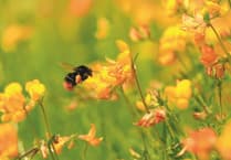 High Pollen Levels Return to South West: Prepare for Hay Fever