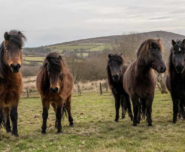 Action needed to save Dartmoor ponies