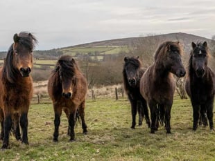 "Dartmoor deserves a long-term plan" 
