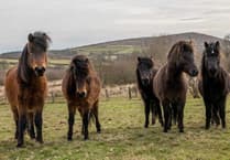 "Dartmoor deserves a long-term plan"